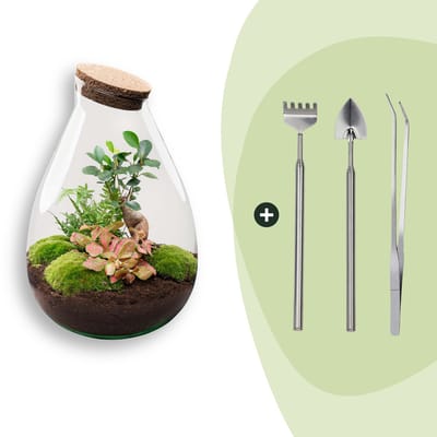 Terrarium - Drop XL - ↑ 37 cm - Ecosysteem plant - Kamerplanten - DIY planten terrarium - Mini ecosysteem + Hark + Schep + Pincet