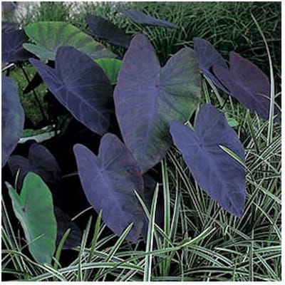 Moerings Colocasia Rubra Black Magic | Zwarte Taro | In 18CM Mand Kant en Klaar