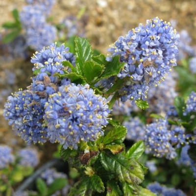 Amerikaanse sering - Ceanothus 'Blue Mound' 30-40 cm