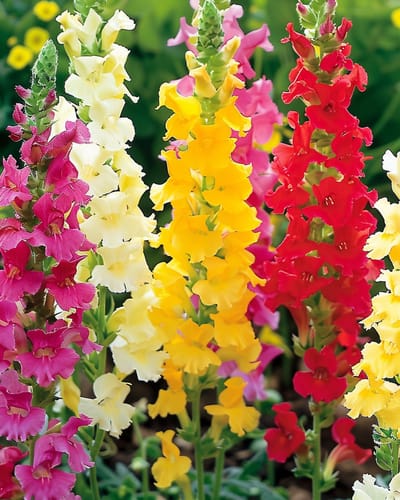 2 sets - Leeuwenbekje Zaden Antirrhinum Majus Hoog Gemengd Eenjarig