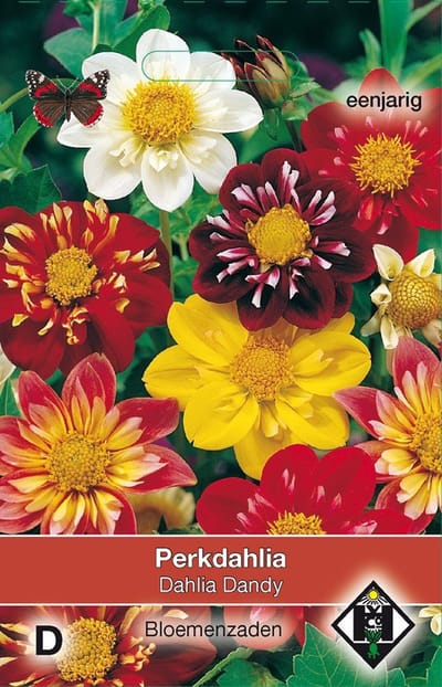 2 stuks Dahlia variabilis DandyVan Hemert & Co