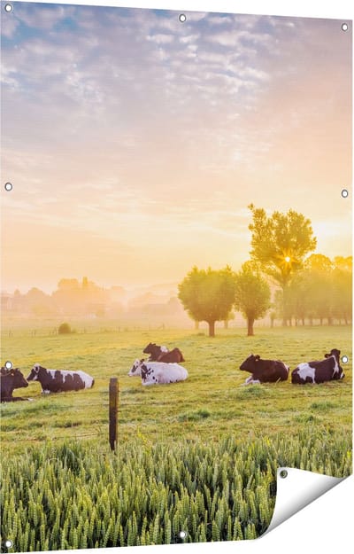 Gards Tuinposter Koeien in de Wei tijdens Zonsopgang - 90x120 cm - Tuindoek - Tuindecoratie - Wanddecoratie buiten - Tuinschilderij