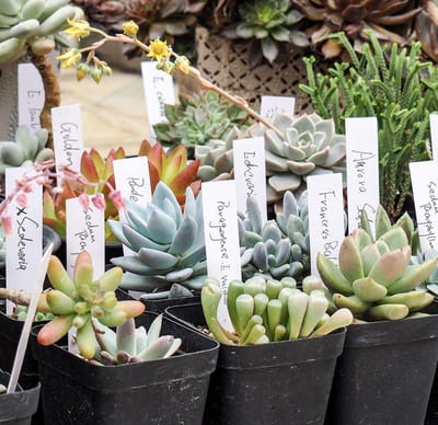 Hiden - Plantenlabels - Steeketikketen - Plantlabels - Plantbordjes - Plantenstekers - Plantenbak - 100 stuks