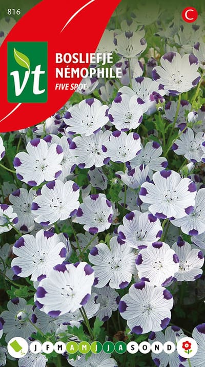 Bosliefje Five Spot zaden - Kleurrijke, delicate bloemen voor een betoverende tuin