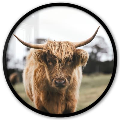 Poster in lijst Rond - Fotolijst 40x40 cm - Posters - Schotse Hooglander - Koe - Gras - Dieren - Natuur - Ronde posterlijst zwart - Decoratie - Wanddecoratie woonkamer - Muurdecoratie slaapkamer