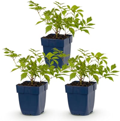 Green boutiQ - Vasteplant - Astilbe (J) Deutschland - Pluimspirea - Schaduw - Wit - 3 Planten - Pot 11cm - Hoogte 15-25cm