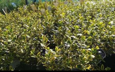 2 x Euonymus fort. 'Em. 'n Gold' - Kardinaalshoed, Kardinaalsmuts , 20- 30 cm in pot
