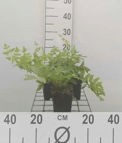 6x Koningsvaren - Osmunda regalis | 9x9 cm pot