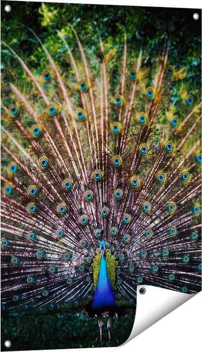 Gards Tuinposter Pauw met Kleurrijke Veren - Kleur - 60x90 cm - Tuindoek - Tuindecoratie - Wanddecoratie buiten - Tuinschilderij
