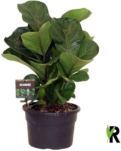 Ficus Lyrata Bambino ´Clumb´ 50 cm – Kamerplant – Vers Van De Kweker – Potmaat Ø21 cm