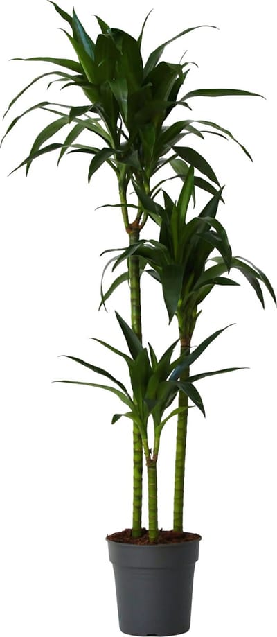 Plant in a Box - Dracaena fragrans Janet Craig - XXL groene kamerplant - Gemakkelijk te verzorgen - Donkergroene bladeren - Pot 24cm - Hoogte 140-150cm