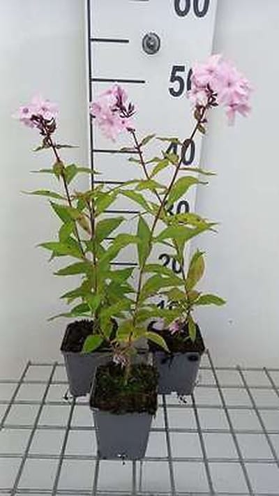 6x Vlambloem - Phlox (p) 'Rosa Pastell' | 9x9 cm pot
