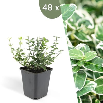 Plants by Frank | 48 Bonte Kardinaalsmuts Planten | Euonymus 'Emerald 'n Gaity' | Winterharde bodembedekker planten | tuinplanten | Winterharde vaste planten meerjarig | Winterharde tuinplanten