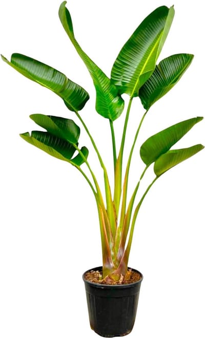 Strelitzia Augusta Verfijnde kamerplant -160 cm - Ø21cm