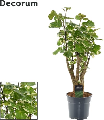 Plantenboetiek.nl | Polyscias Balfouriana - Ø17cm - 40-50cm hoog - Kamerplant - Groenblijvend