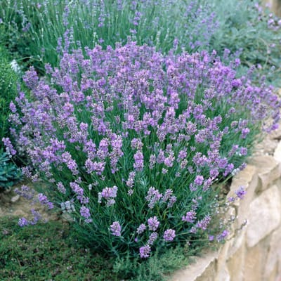 Lavendel (Lavandula angustifolia) - 6x - Dwarf Blue - Vaste planten - Bijen-Vlinders - Snijbloemen