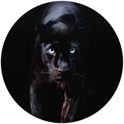 Glasschilderij Zwarte Panter - Ø 70 - Glas - REINDERS