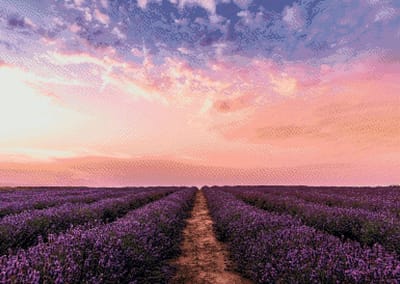 MyHobby Borduurpakket – Lavendel in bloei 70×50 cm - Aida borduurstof 5,5 kruisjes/cm (14 count) - Telpatroon - Borduurgaren - Borduurnaald - Handleiding - Voor Beginners & Gevorderden - Complete borduurset