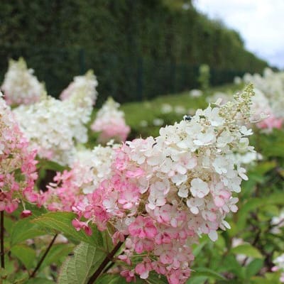 1x Hydrangea paniculata 'Pinky Winky'® - Hortensia - Planthoogte 30-40 cm in pot
