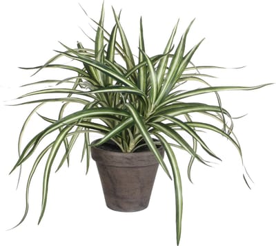 Dracaena kunstplanten - 34 cm - in grijze pot - Kunstplanten/nepplanten