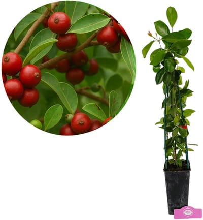 Psidium cattleianum Red, Aardbeiguave, Hoogte 50-60cm, 2 liter pot