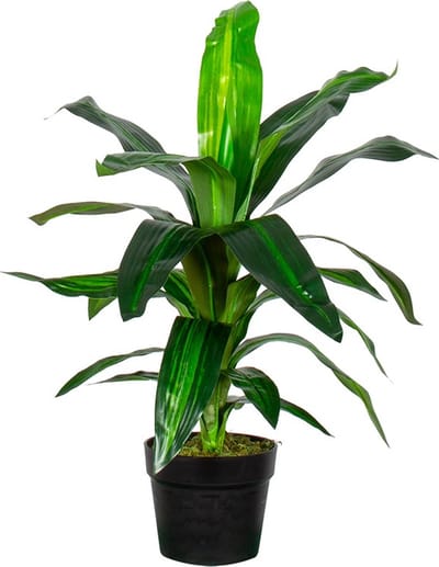Kunstplant Dracaena Fragans H60cm - HTT Decorations kunstplanten