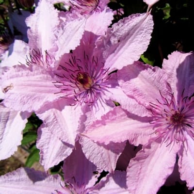 Bosrank (Clematis) - Hagley Hybrid - Vaste planten - Bijen-Vlinders - Klimplant - Zomerbollen - bloeit in Juli / Augustus / September