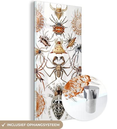 MuchoWow® Glasschilderij 20x40 cm - Schilderij acrylglas - Retro - Spin - Ernst Haeckel - Spinnen - Foto op glas - Schilderijen