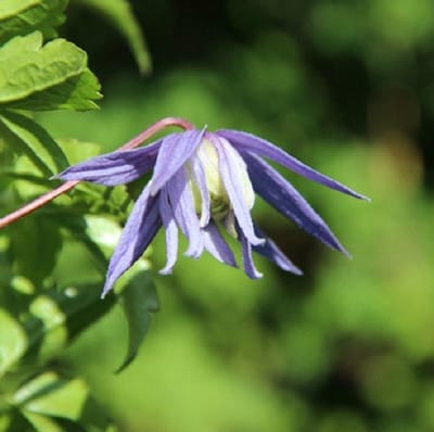 Clematis Alpina 'Frances Rivis' - Bosrank - 50-60 cm in pot: Vroegbloeiende klimplant met hangende, diepblauwe bloemen in het voorjaar.