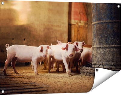 Gards Tuinposter Varkens op een Boerderij Stal - 90x60 cm - Tuindoek - Tuindecoratie - Wanddecoratie buiten - Tuinschilderij