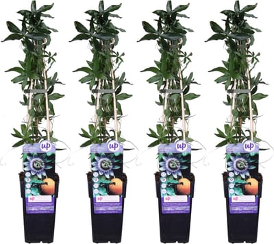 4x - Passiebloem, kleur Wit, blauw, paars, Passiflora caerulea - ↨65cm - Ø15