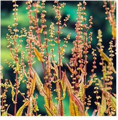 Moerings Rumex Sanguineus | Bonte waterzuring | In 18CM Mand Kant en Klaar