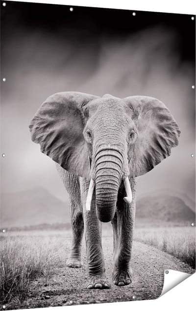 Gards Tuinposter Olifant - Zwart Wit - 120x160 cm - Tuindoek - Tuindecoratie - Wanddecoratie buiten - Tuinschilderij