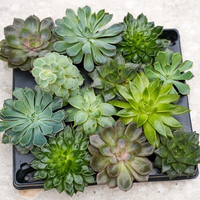 Set van 2 trays – Succulenten mix – Diverse succulenten in potjes van 6 cm (8–12 cm hoog)