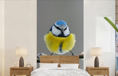 Behang - Fotobehang Pimpelmees - Vogel - Tak - Geel - Blauw - Breedte 120 cm x hoogte 240 cm