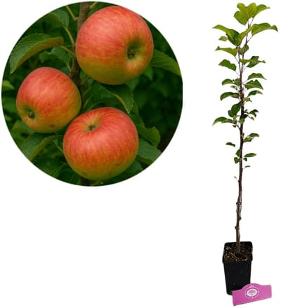 Malus domestica 'Fuji' appelboom, 1,5 liter pot