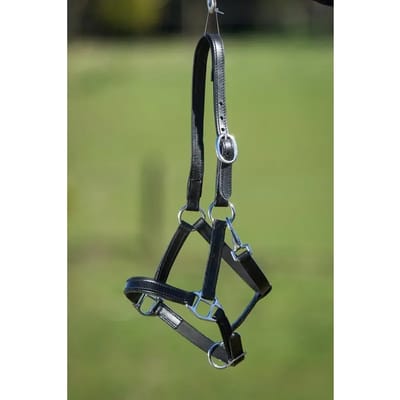 Gevoerd lederen halster voor paarden HFI