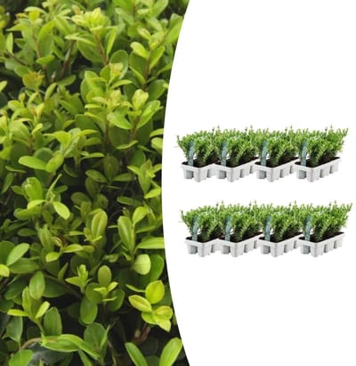 Tuinplantenshop.com | Ilex crenata 'Jenny' | 48 stuks - Ø7cm - 15cm hoog - Tuinplant