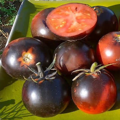 BIO tomaten zaden - Tomaat Blue Streaks