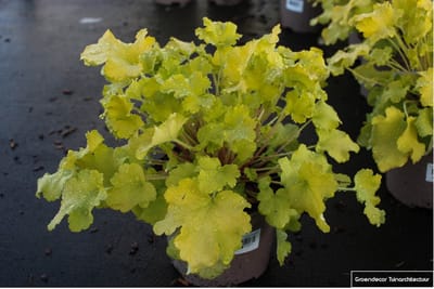 6x Purperklokje - Heuchera 'Lime Marmelade'® | 9x9cm