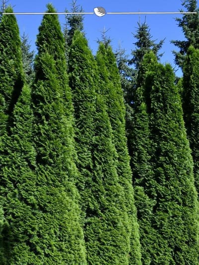 Westerse Levensboom Thuja Smaragd 200-225 cm, 3x Haagplant
