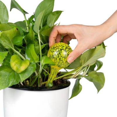 4 Stuks - Waterdruppelaar voor Planten - Watergever - Glas - Waterbollen - Watergeefsysteem - Plantenbollen - Geel