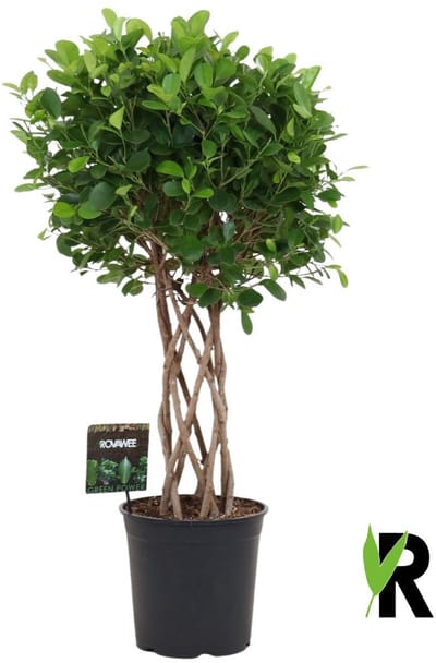 Ficus Microcarpa Moclame gevlochten cilinder 100 cm – Kamerplant – Vers Van De Kweker – Potmaat Ø27 cm