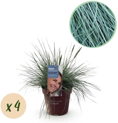 Green boutiQ - Siergrassen - Festuca glauca Intense Blue - Blauw - 4 Planten - Bladhoudend - Weinig Onderhoud - Pot 17cm Hoogte 50cm