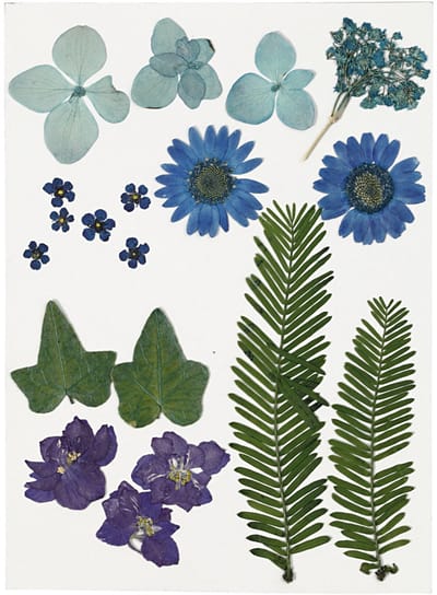 Creativ Company Gedroogde Bloemen en Bladeren 19 stuks Blauw