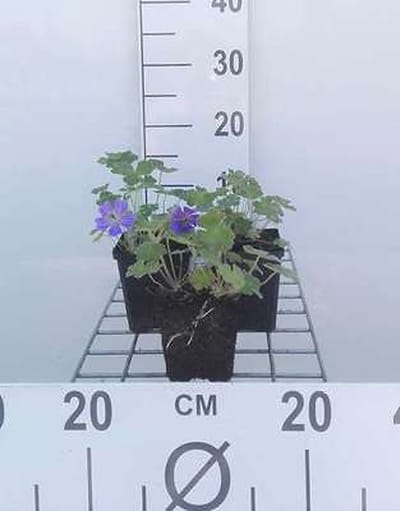 6x Ooievaarsbek - Geranium hybr. 'Philippe Vapelle' | 9x9 cm pot