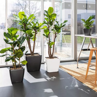 LECHUZA QUADRO Premium LS 43 - uit assortiment