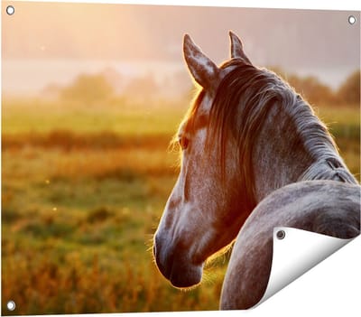 Gards Tuinposter Paard in de Weide tijdens Zonsondergang - 80x60 cm - Tuindoek - Tuindecoratie - Wanddecoratie buiten - Tuinschilderij