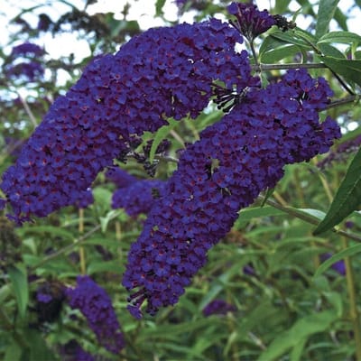 4 x Vlinderstruik Empire Blue Blauw|Paars - Bijen en Vlinders in uw Tuin - Buddleja 'Empire Blue' in C2(liter) pot met hoogte 20-40cm