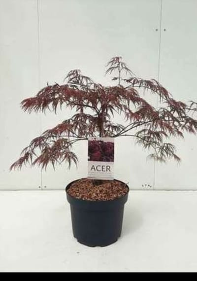 Acer palm. 'Inaba Shidare' - Japanse Esdoorn 'Inaba Shidare' 60- 80 cm in pot